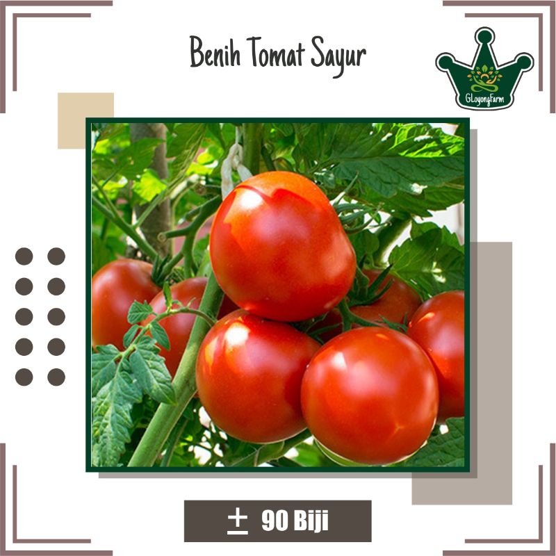 Bibit Sayur Tomat Hibrida - Benih Sayuran