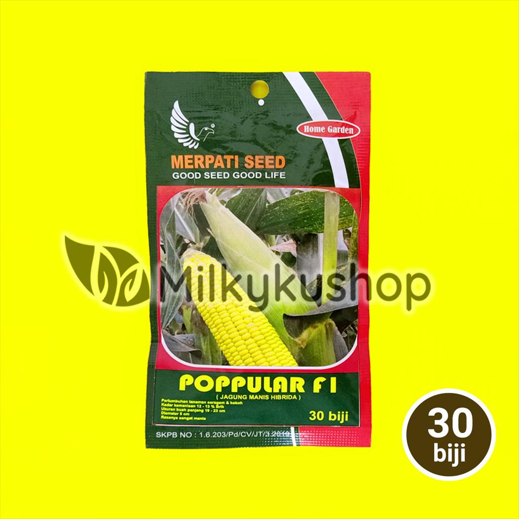 BENIH MERPATI SEED POPPULAR F1 JAGUNG MANIS 30 BIJI KEMASAN PABRIK