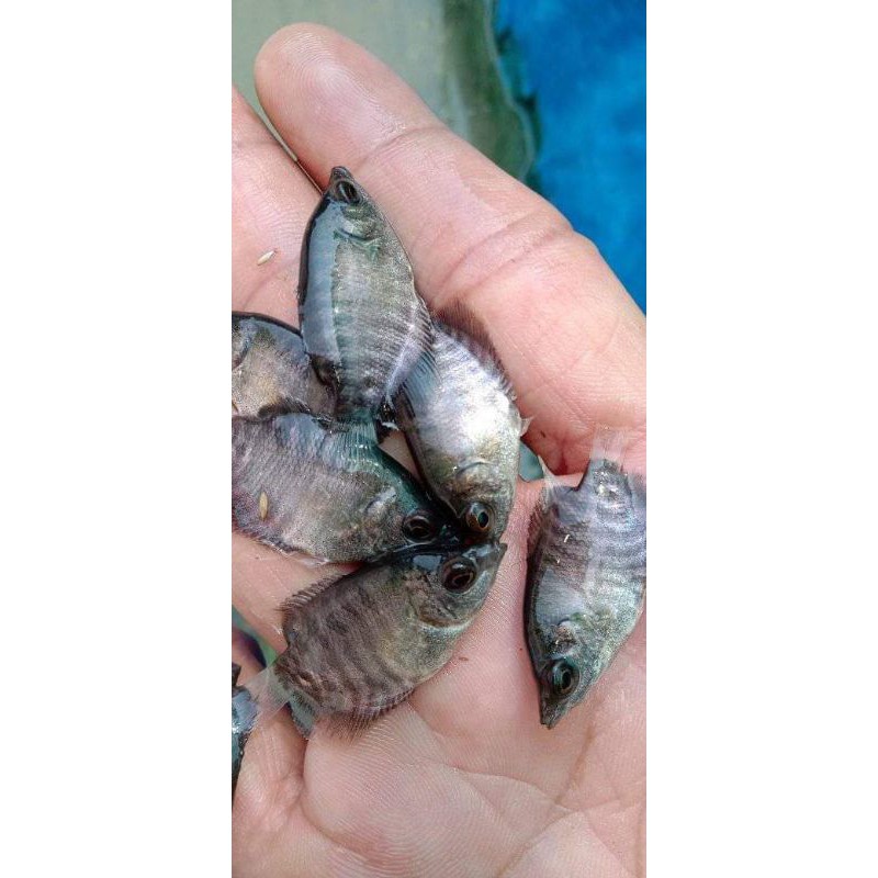 bibit gurame soang ukuran kuku jempol