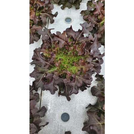 

Lettuce Red Oakleaf