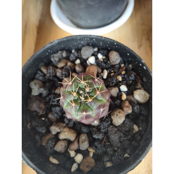 Kaktus gymno damsi purple ownroot