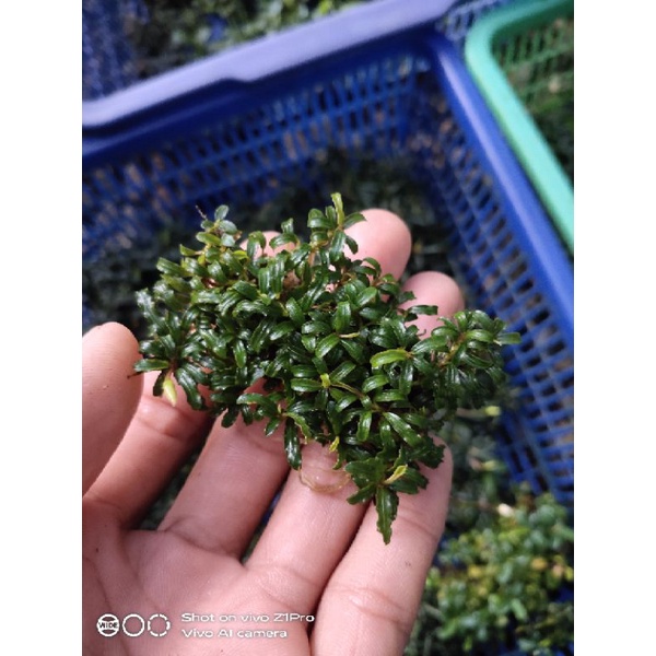 bucephalandra mini micro