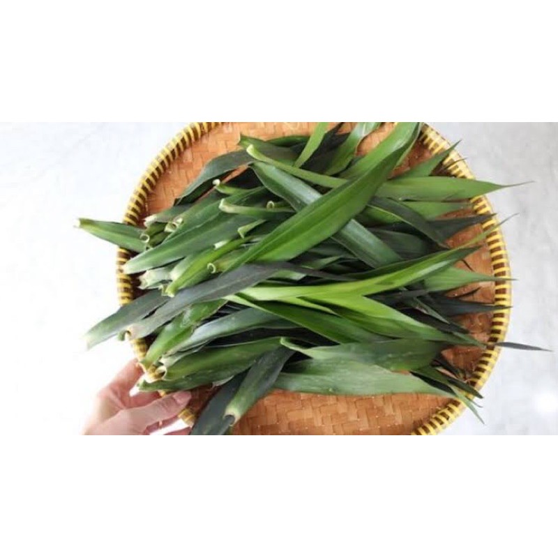 

Daun Suji Organik 200g