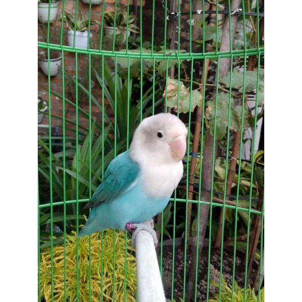 Burung Lovebird Biola Blue