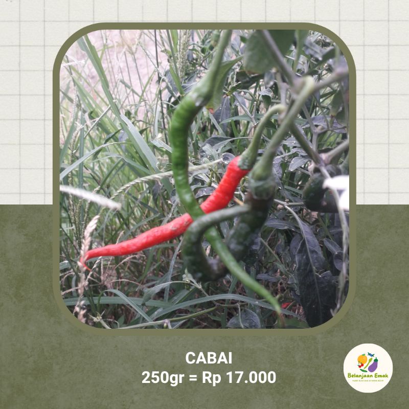 

CABAI Pedas Gila || 100% BEBAS PESTISIDA