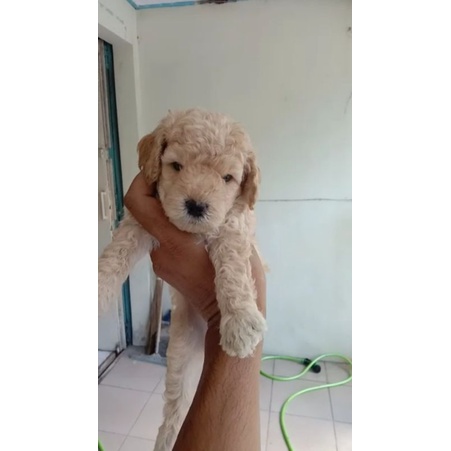 apricot toy poodle sepasang