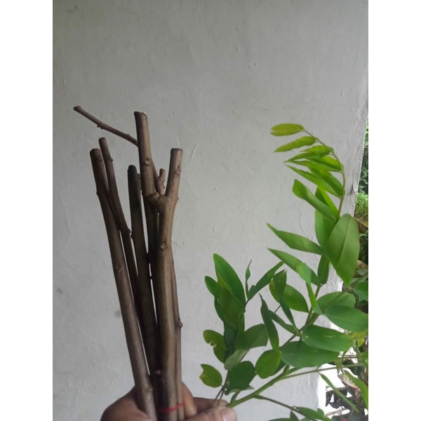 BIBIT POHON JOHAR,STEK BATANG 12.btg