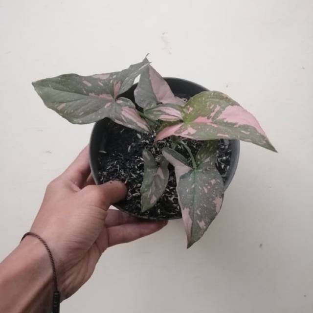 Tanaman Hias Syngonium Pink Splash - Tanaman Hias Syngonium Pink Splash