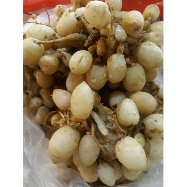 

Kunyit Putih 500gr