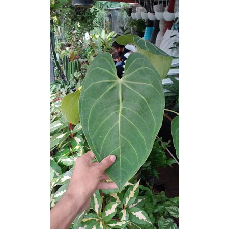 Tanaman Hias Kuping Gajah Anturium kuping gajah/magnificum verde