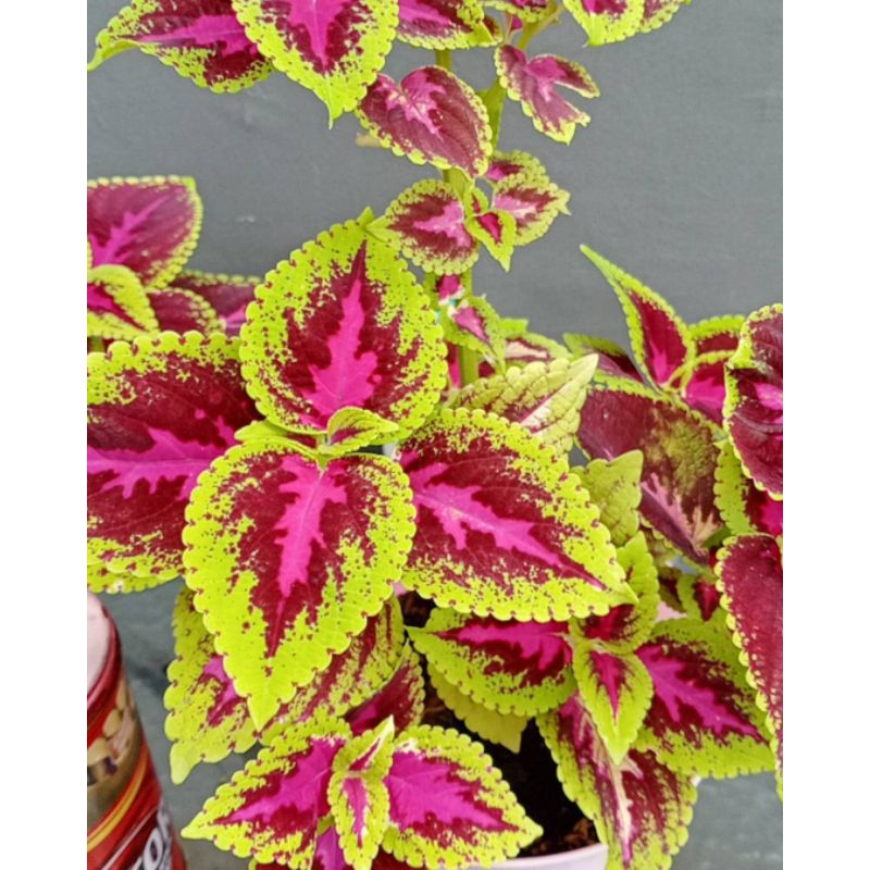 Tanaman hias miana batik - tanaman miana - bunga miana.