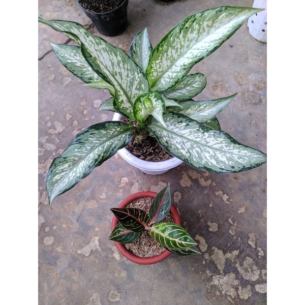 paket aglonema red Sumatra,diven balik rumpun