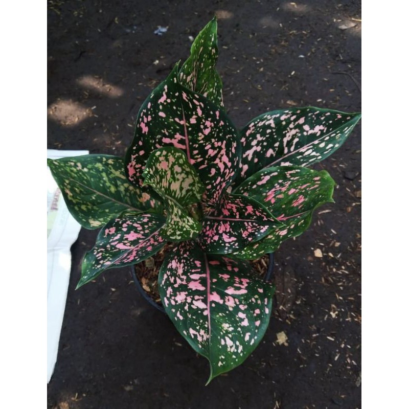 Aglonema Pink Dalmation var. Remaja dan Jumbo 4 - 7 Daun