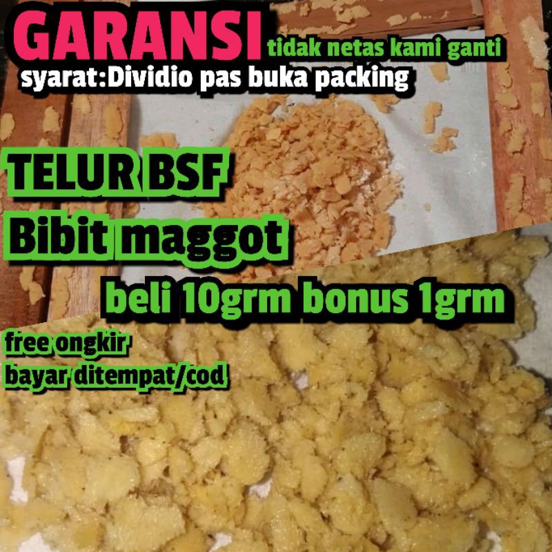 1gram telur lalat magot bsf / telur magot / telur maggot