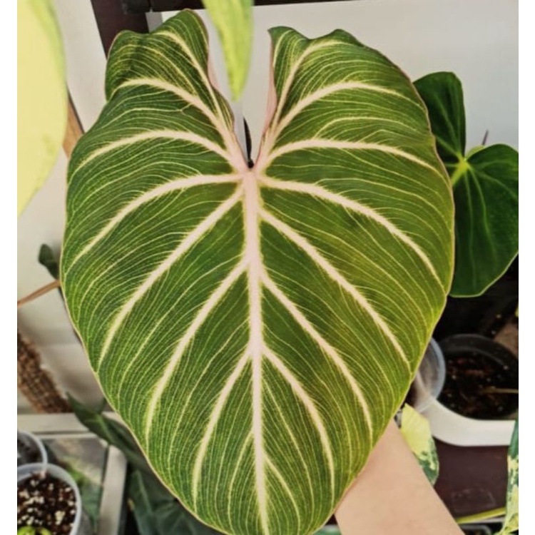 Philodendron Gloriosum White Veins