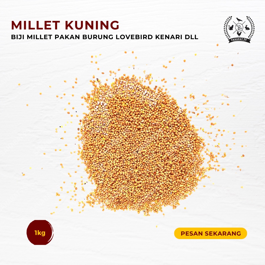 MILET KUNING MILET CREAMY REPACK 1KG MILET BIJI MILET MAKANAN BURUNG