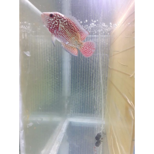 ikan louhan Kamfa F2 red king import Thailand