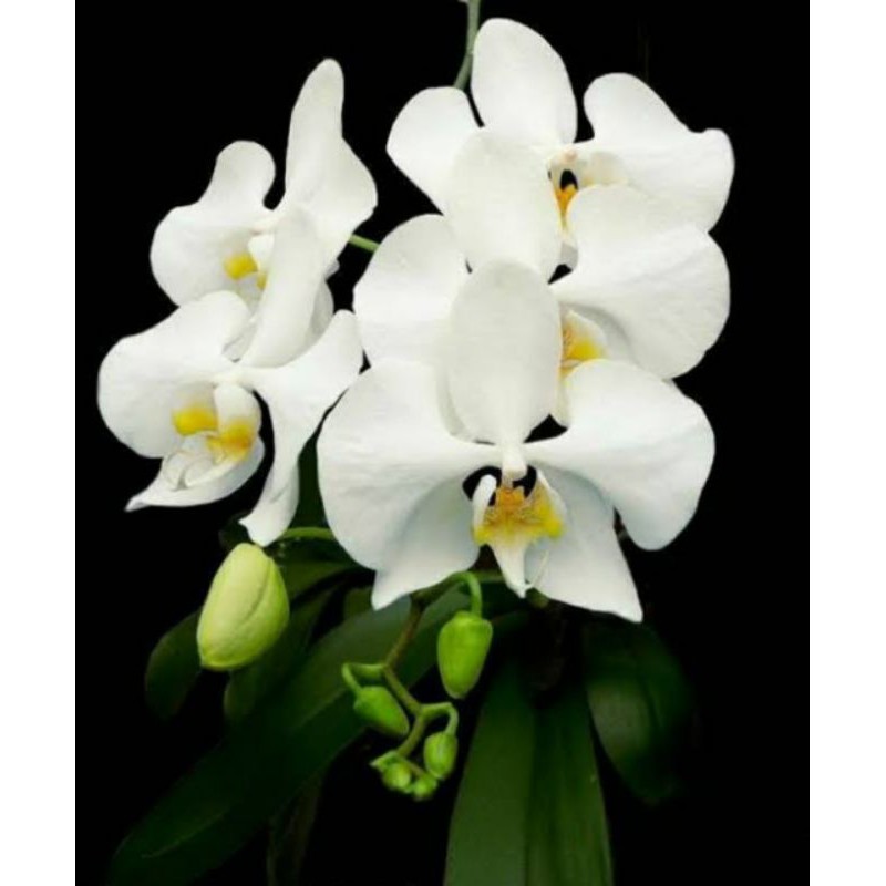 Phal. Amabilis (bulan jawa) JUMBO