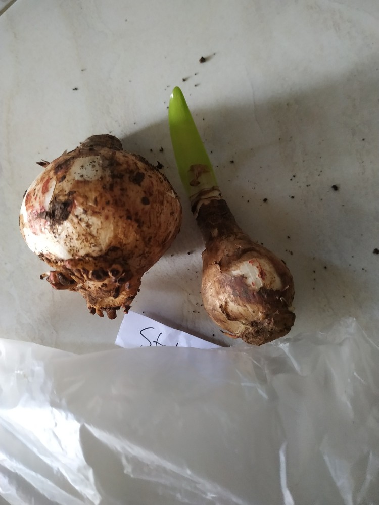 1 Umbi Lily Asiatic Starlette Impor, Stok Terbatas