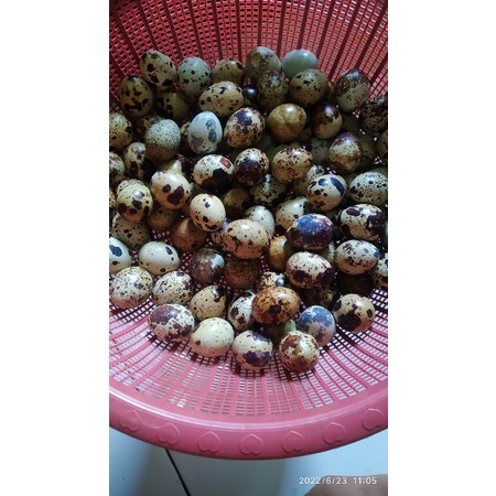 

Telur Puyuh