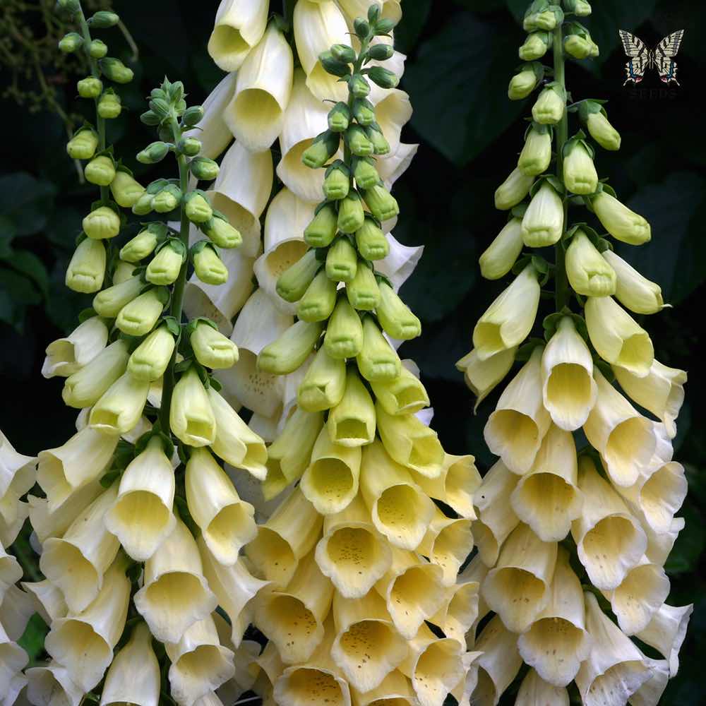 Benih Bibit Biji - Bunga Foxglove Primrose Yellow Digitalis purpurea 'Primrose Carousel' Flower Seeds - IMPORT