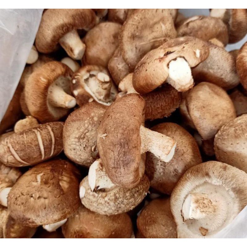 

JAMUR SHITAKE SEGAR / JAMUR SHITAKE BASAH / SHINTAKE SEGAR 100GRAM