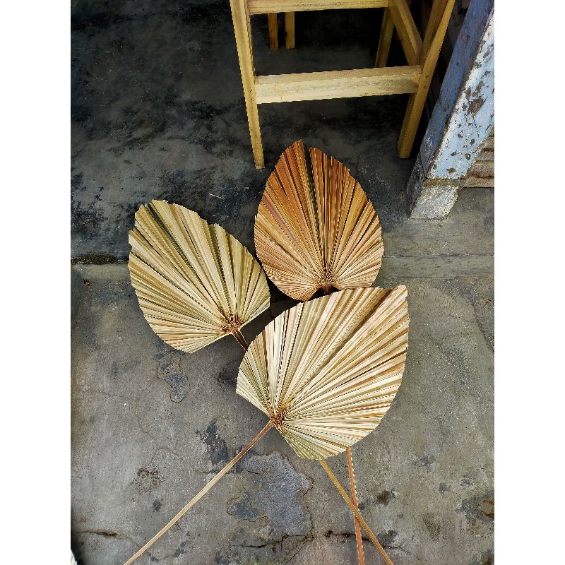 Jual Daun Palem Kering Uk M Original Shopee Indonesia