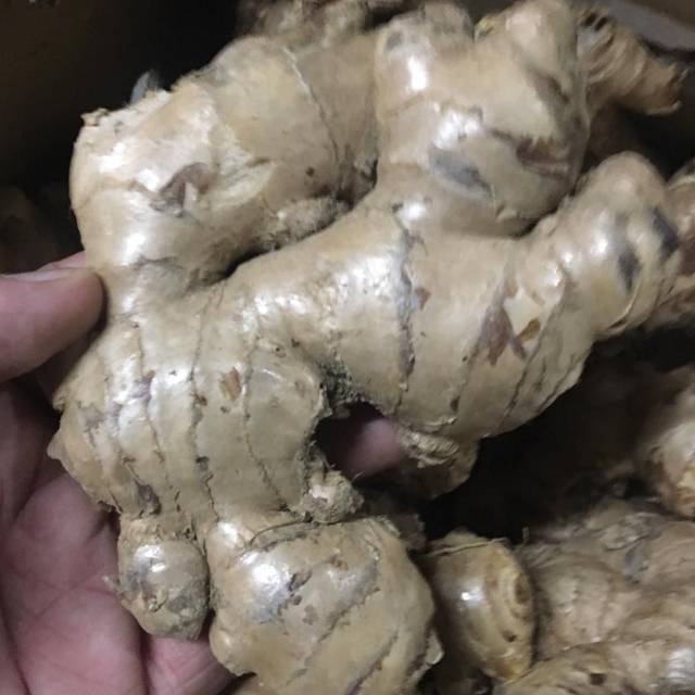 

JAHE GAJAH maret 2020 murah berkualitas terjamin