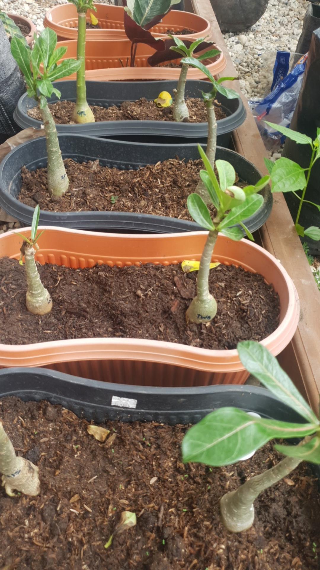 Bibit Adenium / Kamboja Jepang Tumpuk Nomor 28-36