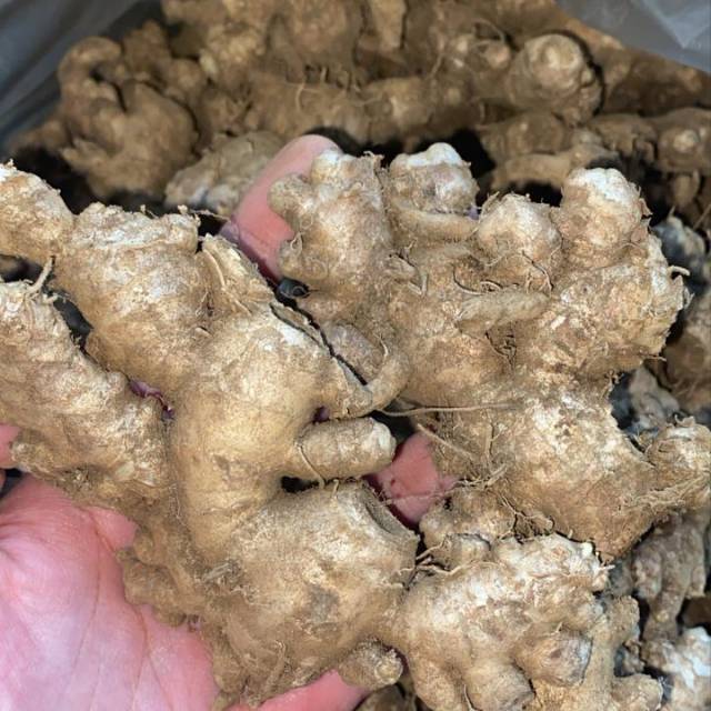 

Jahe segar 500 gram