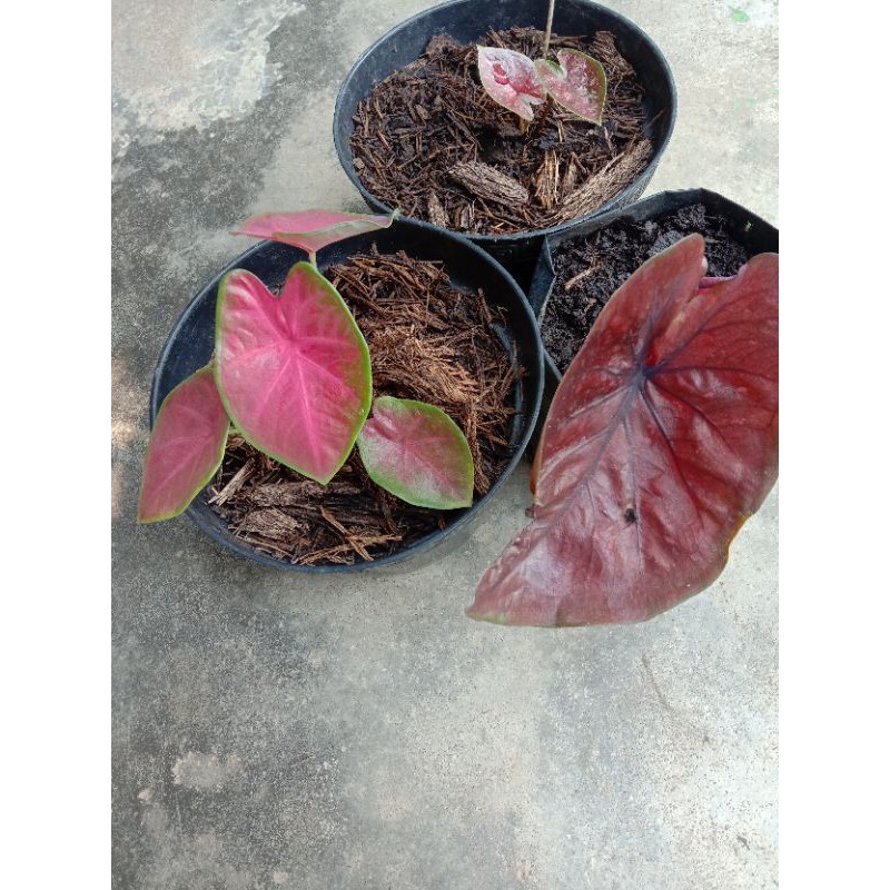 paket tiga anakan keladi cebol dan satria baja hitam