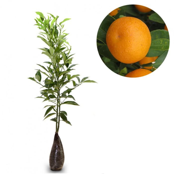 

Bibit Okulasi Tanaman Jeruk Mandarin PROMO