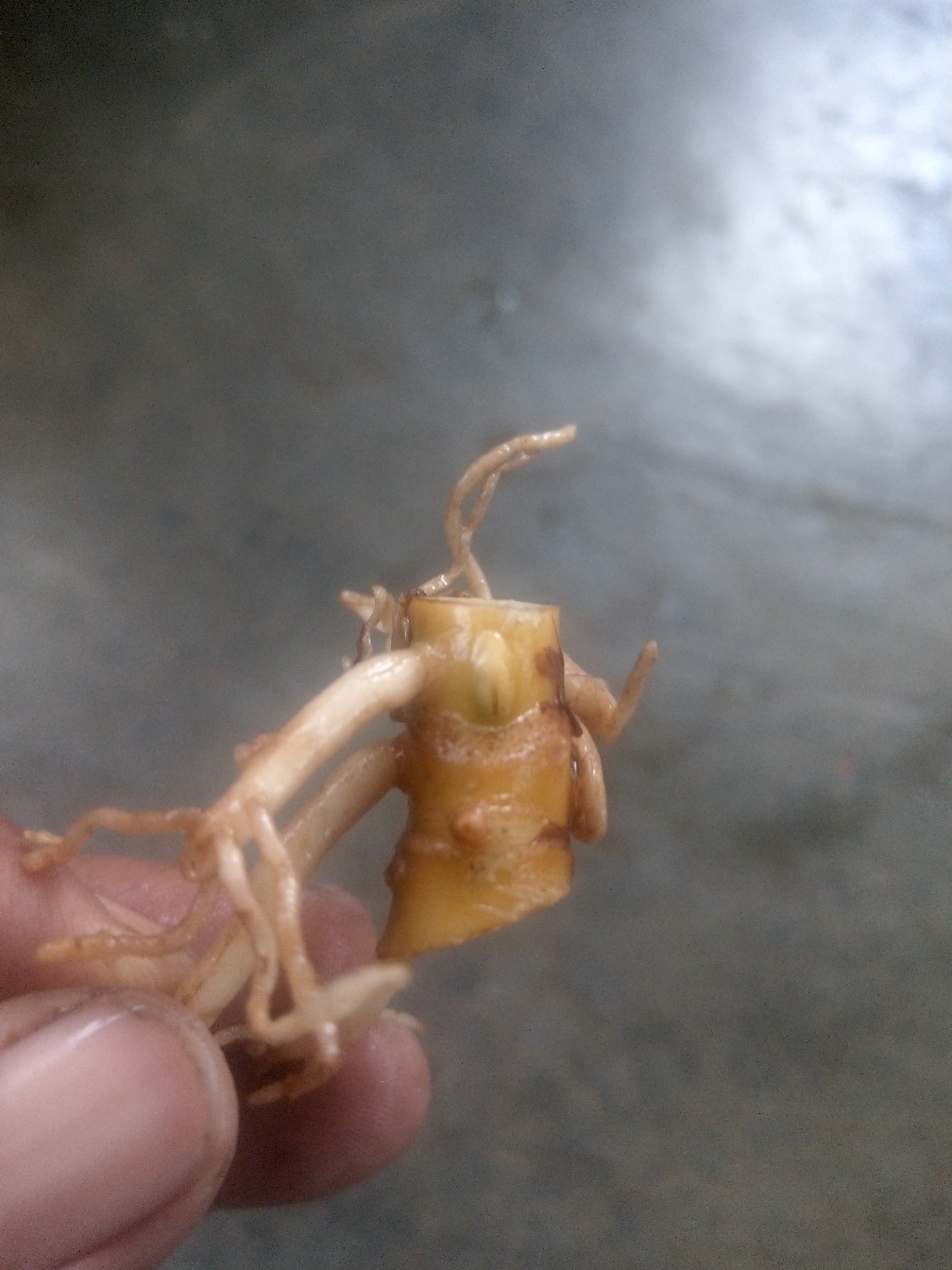 Paket Murah Tunas Bonggol Aglonema Suksom Jaipong - Lotus - Khanza