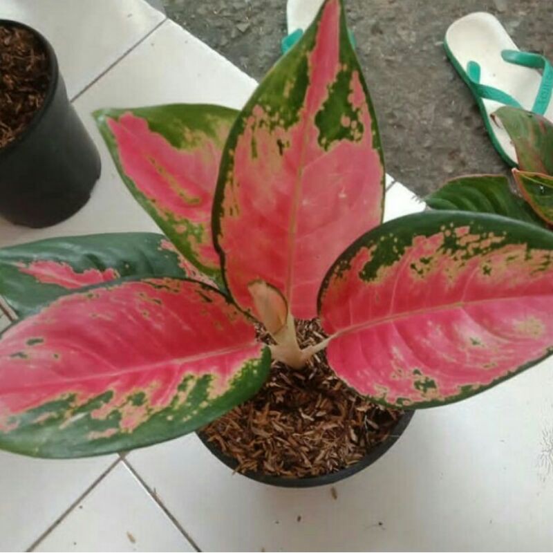 Tanam Hias Aglonema Red Majesty / Aglonema Majesty