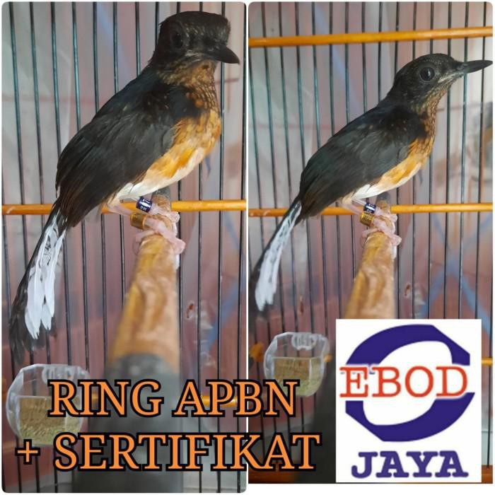 Lian Anakan Murai Ring Apbn Kekinian Terlaris