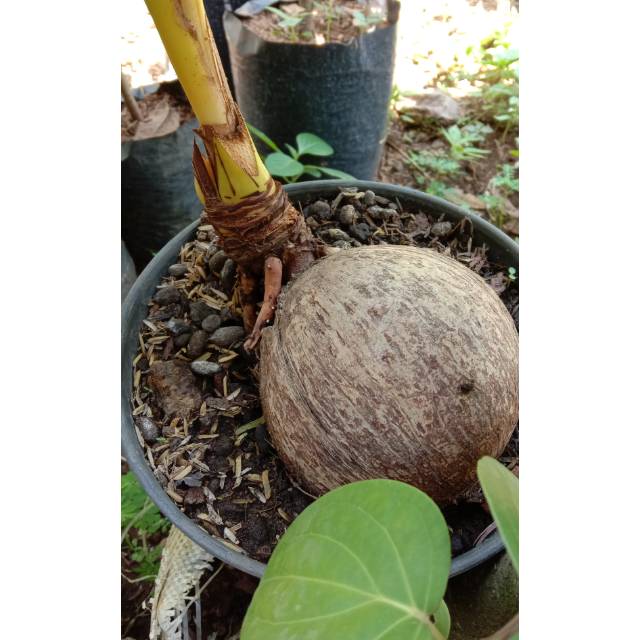 Bakal Bonsai Kelapa Gading Kuning