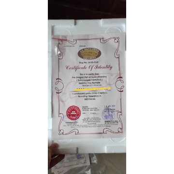 Sertifikat Ikan Arwana Banjar Red