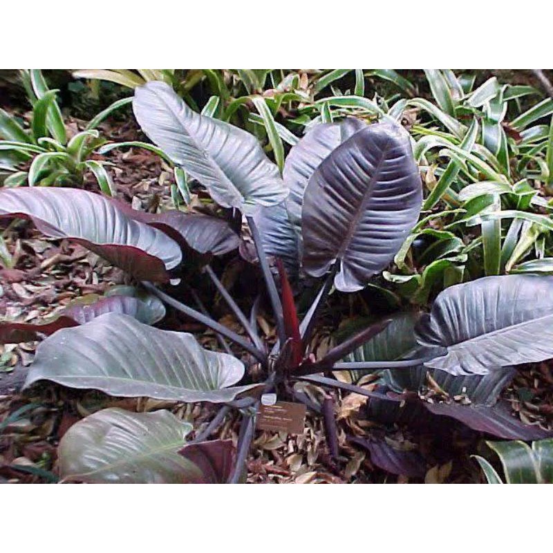 bunga PHILODENDRON BLACK CARDINAL