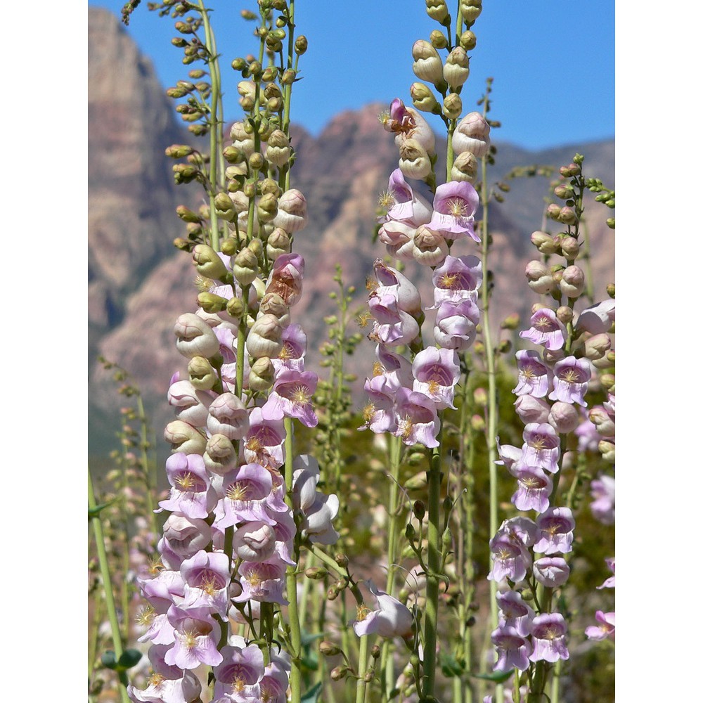 PlantaSeed - 50 Seeds - Penstemon Palmers Biji Bunga - PAS0207