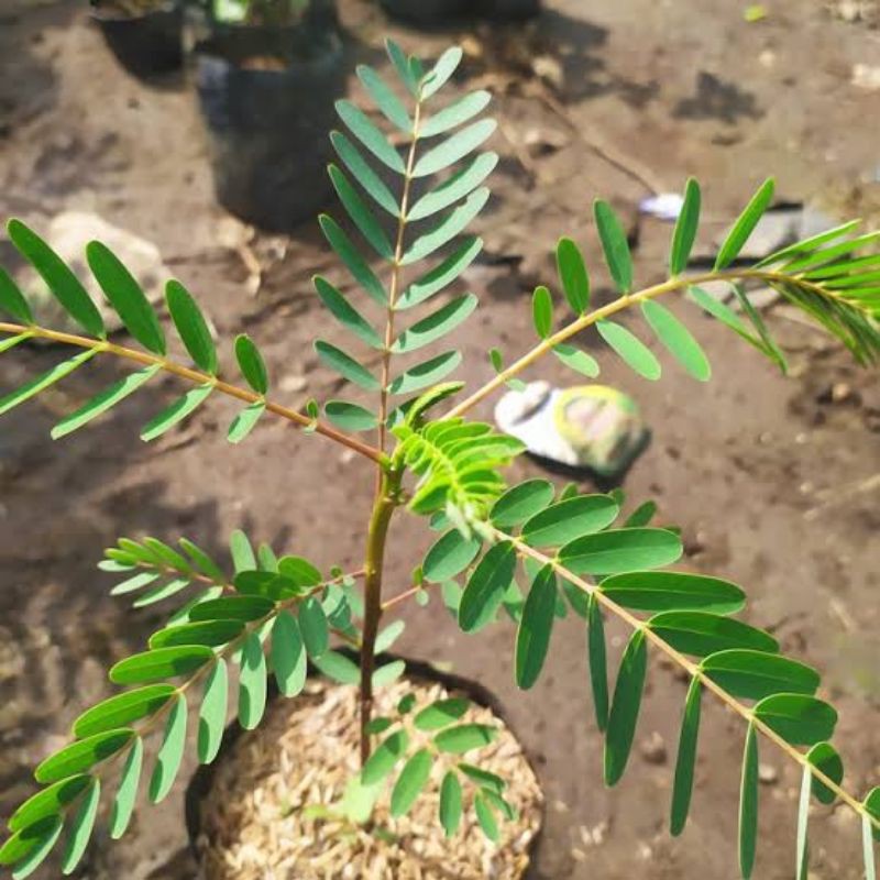 Bibit kembang turi cod