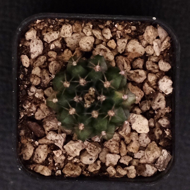 kaktus gymno gymnocalycium variegata X