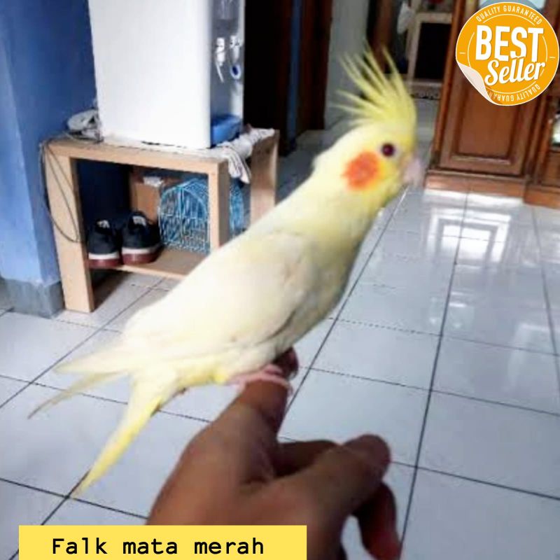 Burung falk lutino dan white face limited edision