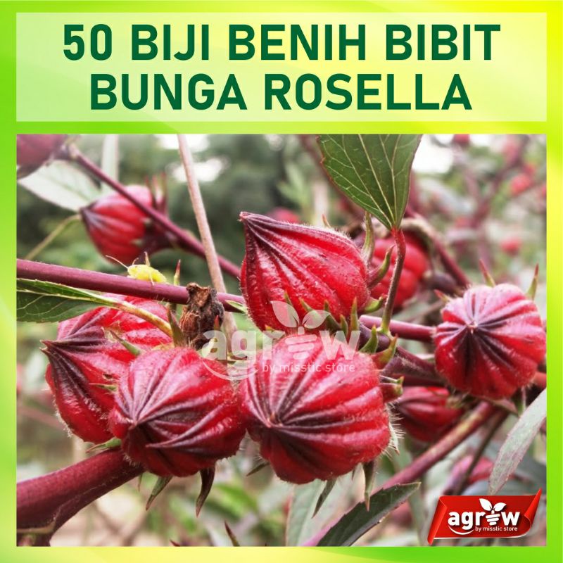 50 Bibit Bunga Rosella Merah dan Ungu Benih Biji Rosela Tanaman Herbal