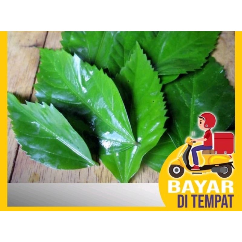 

daun kembang sepatu untuk perawatan kulit dan wajah termurah.