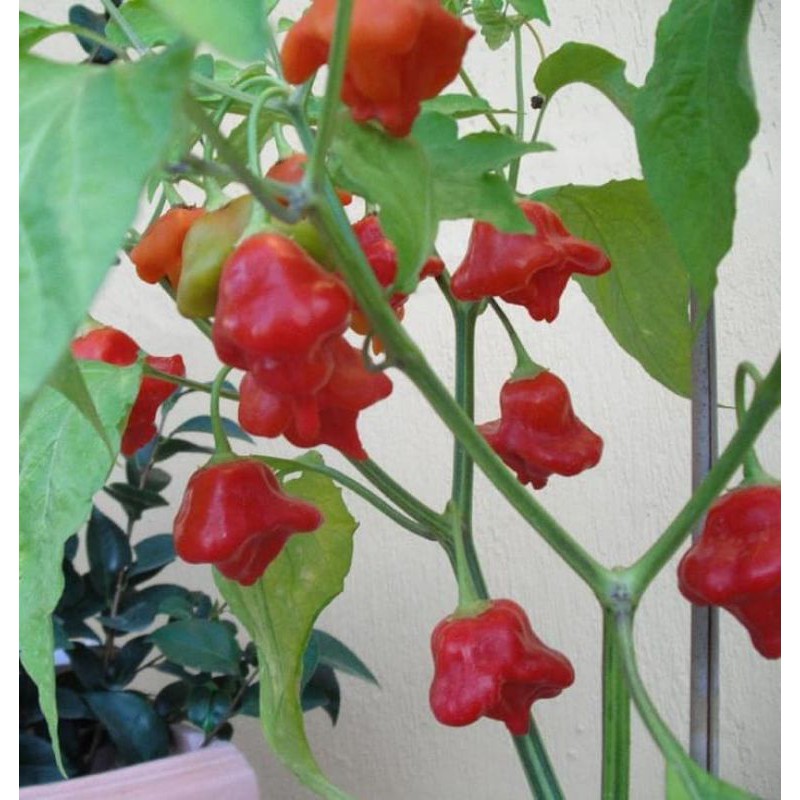 Benih/Bibit/Seeds Cabai Hias Unik Cabe Bishop Crown Cabai Lonceng