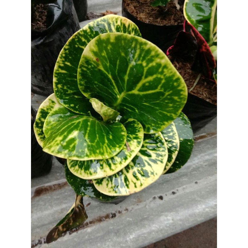 tanaman bunga puring apel sritanjung