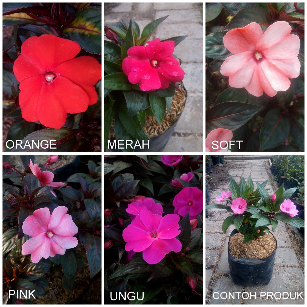 Tanaman hias bunga pacar Hawai