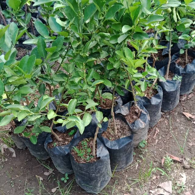 

Jeruk nipis / jeruk pecel