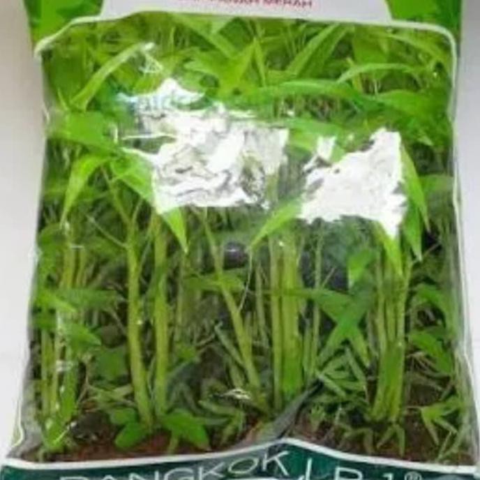 

Kangkung Bangkok 1Kg Panah Merah Anehid90 Ayo Beli