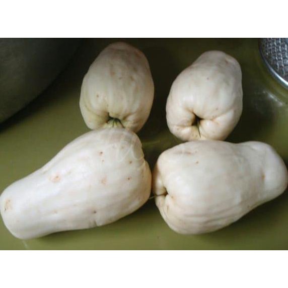 Tanaman Buah Jambu Bol Putih Susu Langka Dm&